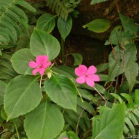 Impatiens walleriana Hook.f.